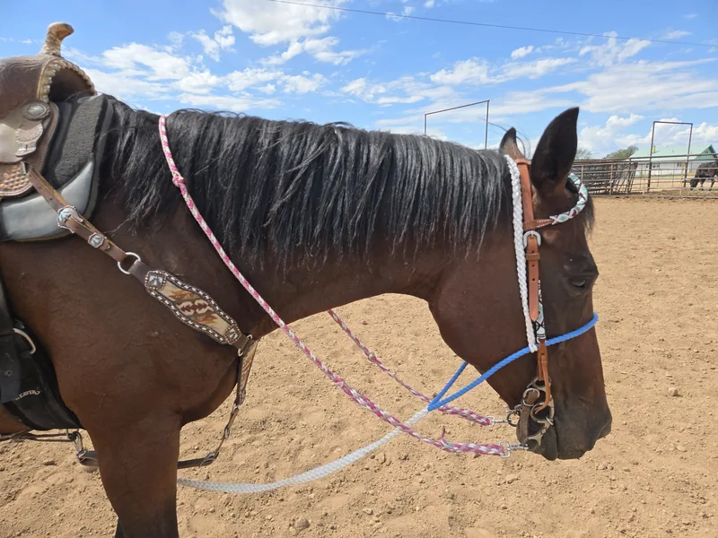 Saddled bay horse wearing Pink Pony Club braided reins