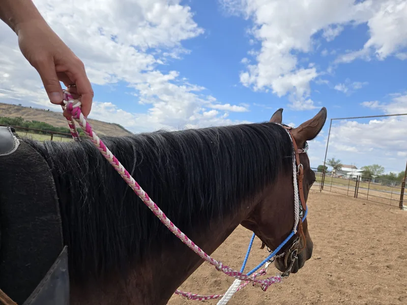 Pink Pony Club braided reins in hot pink, light pink, cream and tan, held up along a bay horse’s neck in the arena